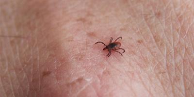 Upstate study finds Lyme disease alters tick behavior