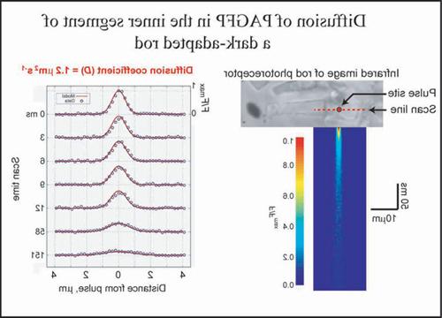 PAGFP Graph